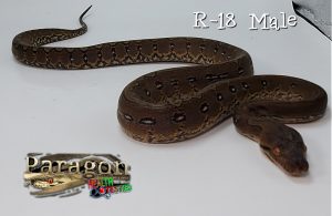 FREE SHIPPING Marble Pos Het Anthrax SALE