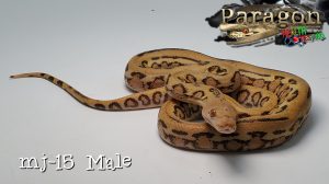 FREE SHIPPING Mochino Jag...wow!!