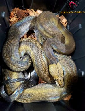 GOLDENCHILD PIED 100% HET ALBINO