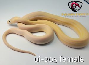 FREE SHIPPING Ultra Ivory Pos SSPM. BEAUTIFUL