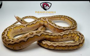 WOOOOWWW Mochino Motley Marble Jag