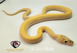 Ultra Ivory Stunning