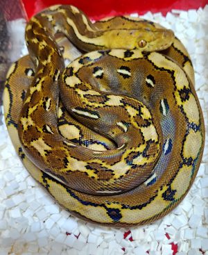 Marble Sun HOGS ..Awesome