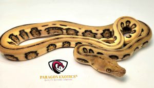 Jaguar Suntiger Pos Het Albino