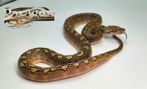 Phantom 66% het Anthrax pos het albino