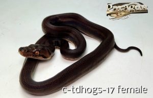 Golden Child 100% Het OGS pos Het Alb 66% Het Anthrax