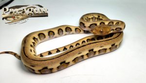 Jag. Tiger pos Het Albino