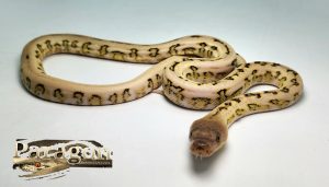 Marble Platty Tiger Jag pos het alb