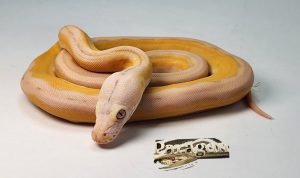 Lav. Motley Platty Sun