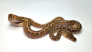 Jag Motley Marble Pos. Alb