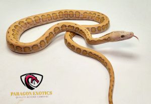 Lav. Motley Sun Jaguar