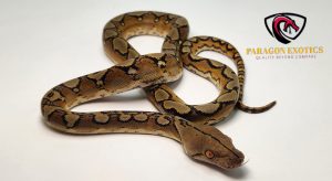 Platty Sunfire Het Mocha or Albino