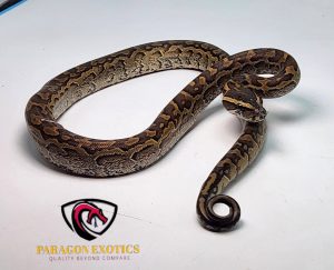 SALE African Rock Python